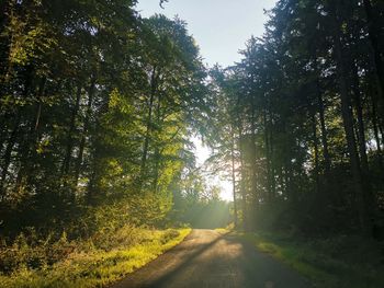 Road amidst trees in forest against sky