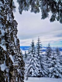 Snow covered pine trees in forest against sky