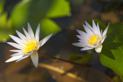 Close-up of white flower blooming outdoors