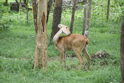 Sheep standing in a forest