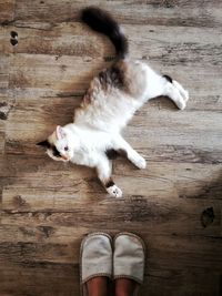 Low section of woman by cat relaxing on hardwood floor