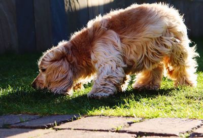 Close-up of dog relaxing on grass