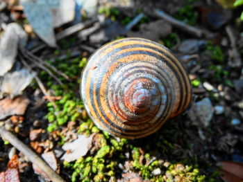 Close-up of snail on leaf