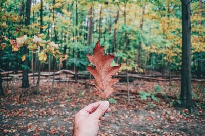 Person holding maple leaves