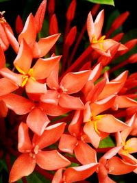 Close-up of red flowers