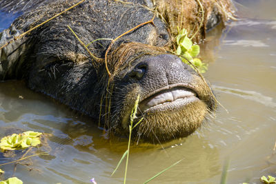 Close-up of elephant in water