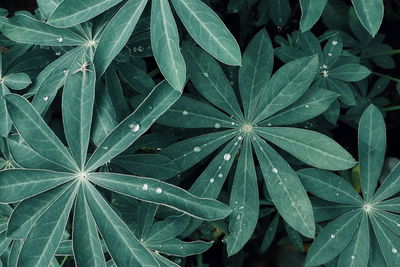 High angle view of wet plant leaves