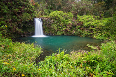 Scenic view of waterfall in forest