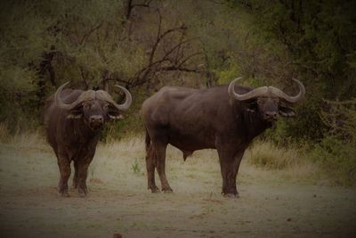 Buffalo limpopo south africa
