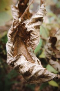 Close-up of dried leaves