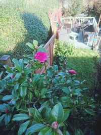 Pink flowers blooming in park