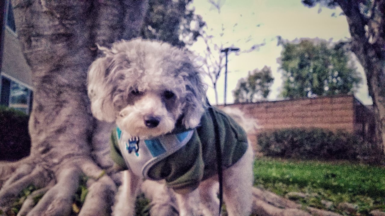 CLOSE-UP PORTRAIT OF DOG AGAINST TREES