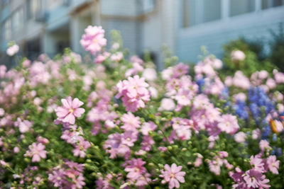 Close-up of pink flowering plants
