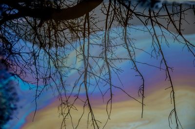 Low angle view of bare tree against blue sky