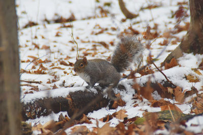 Squirrel on snow covered land