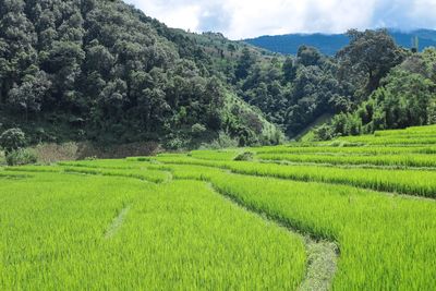 Scenic view of agricultural field against sky