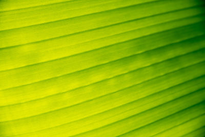 Full frame shot of yellow leaf