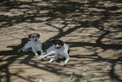 High angle view of dogs by the tree