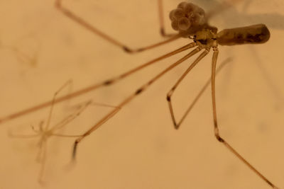 Close-up of insect on metal