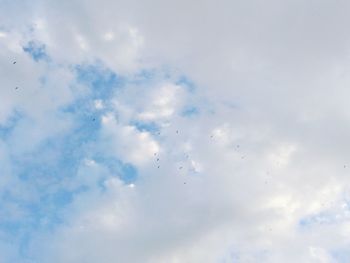 Close-up of birds flying against blue sky