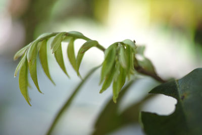 Close-up of fresh green leaves