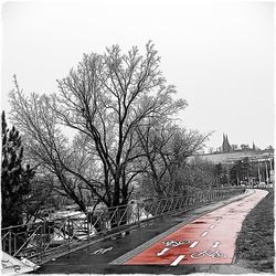 Road along bare trees