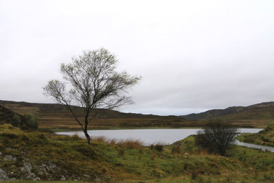 Bare tree on field by lake against sky