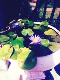 Close-up of lotus water lily in pond