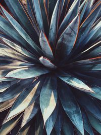 Full frame shot of an agave plant