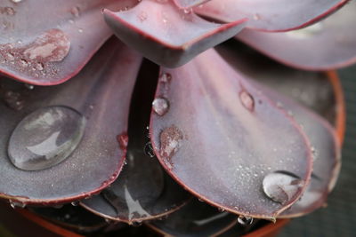 Full frame shot of water drops on fruit