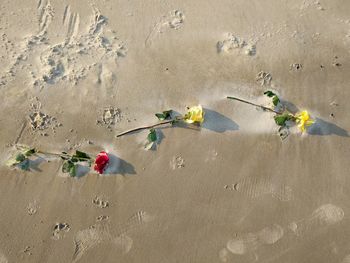 High angle view of flowering plant on sand at beach