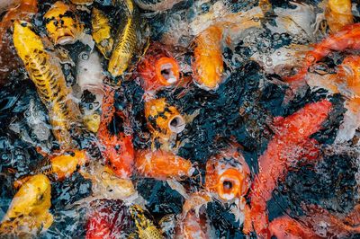 Full frame shot of koi carps swimming in sea