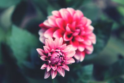 Close-up of pink flower blooming outdoors