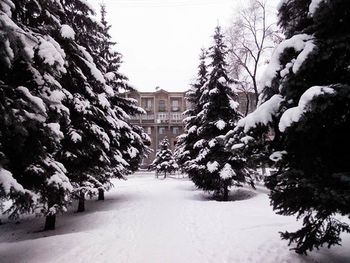 Snow covered trees in winter