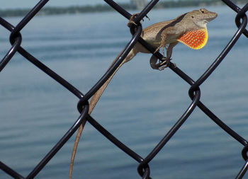 Close-up of chainlink fence against sky