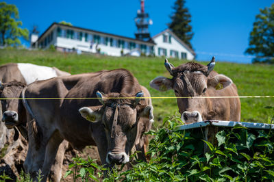 Cows around bachtel in hinwil switzerland