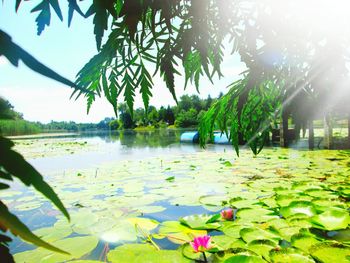 Close-up of lotus water lily in lake