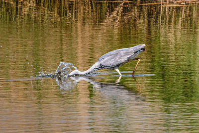 Bird in lake