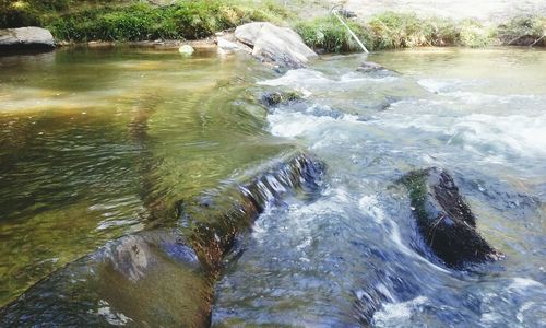 Low section of horse in water