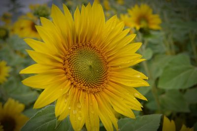 Close-up of yellow flowering plant