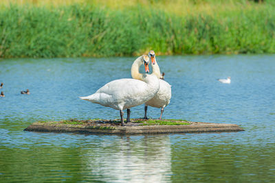 Two swans in lake