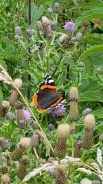 Close-up of butterfly on flower