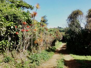Trees by plants against sky