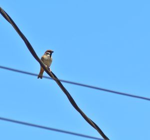 Low angle view of bird perching on cable against clear blue sky