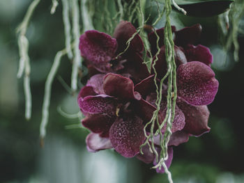 Close-up of flowers against blurred background