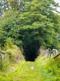 Trees in forest