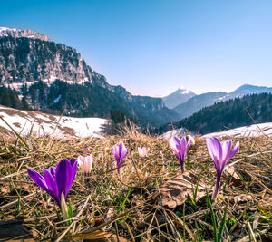 Purple crocus flowers on field against sky