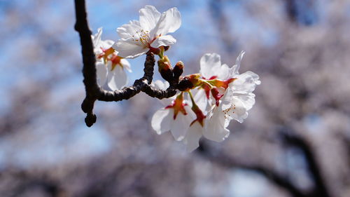 Close-up of cherry blossom