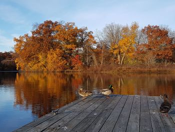 Ducks on a lake