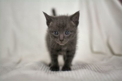 Portrait of black kitten on bed